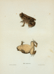 Bufo Americanus.
