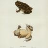 Bufo cognatus.