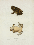 Bufo cognatus.
