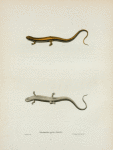 Salamandra gutto-lineata.