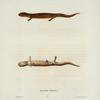 Salamandra salmonea.