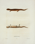 Salamandra salmonea.