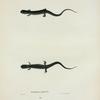 Salamandra glutinosa.