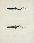 Salamandra glutinosa.