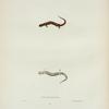 Salamandra erythronata.