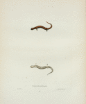 Salamandra erythronata.