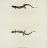 Salamandra auriculata.