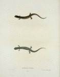 Salamandra auriculata.