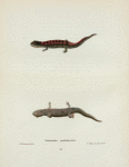 Salamandra quadramaculata.