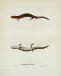 Salamandra Jeffersoniana.