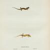 Salamandra belineata.