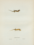 Salamandra belineata.