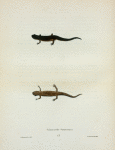Salamandra symmetrica.