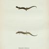 Salamandra Haldemani.
