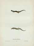 Salamandra Haldemani.