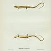 Salamandra longicauda.