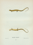 Salamandra longicauda.