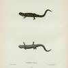 Salamandra venenosa.