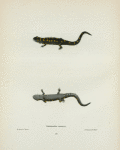 Salamandra venenosa.