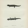 Salamandra fasciata.