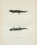Salamandra fasciata.