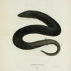 Amphiuma tridactyla.