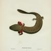 Menobranchus maculatus.