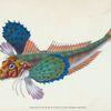 Gurnard, sapphirine, Trigla Hirundo