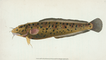 Cod, three-bearded, Gadus Tricirratus - NYPL Digital Collections