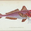 Gurnard, streaked, Tirgla Lineatus.