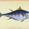 Tunny, Scomber Thynnus.