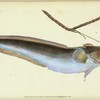 Cod, five-beared, Gadus Mustella.