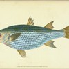 Mullet, Mugil Cephalus.