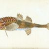 Pogge, Cottus Cataphractus