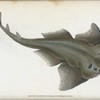 Angel shark, Squalus Squatina