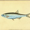 Bleak, Cyprinus Alburnus