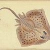 Ray, rough, Raia Rubus