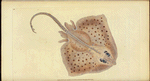 Ray, rough, Raia Rubus