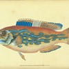 Wrasse, striped, Labrus Variegatus