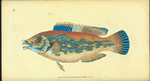 Wrasse, striped, Labrus Variegatus