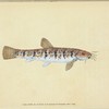 Loche, Cobitis Barbatula