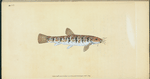 Loche, Cobitis Barbatula