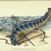 Wolf-fish, Anarhichas Lupus