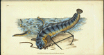 Wolf-fish, Anarhichas Lupus