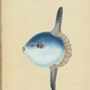 Short Sun-fish, Tetrodon Mola