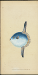 Short Sun-fish, Tetrodon Mola