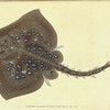 Thornback, Raia clavata