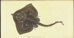 Thornback, Raia clavata
