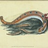 Spotted Blenny, or Butter-fish, Blennius gunnellus