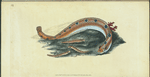 Spotted Blenny, or Butter-fish, Blennius gunnellus